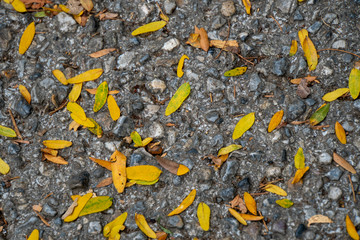 Herbstblätter am Boden