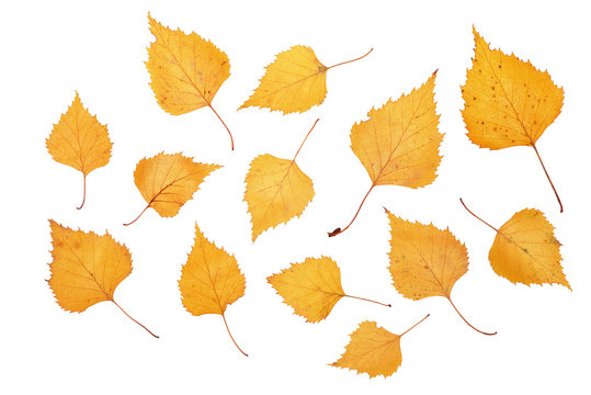Yellow birch leaves on white background, isolated, close-up, isolated