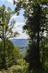 Obraz premium tall trees growing up through a dense forest