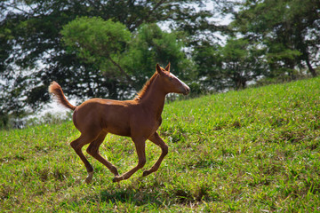 Obraz na płótnie Canvas A little colt gallops along on a summer green meadow