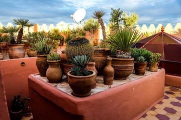 mediterran plants in clay pots on a rooftop in Marrakesh on a sunny day