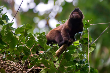 Crested capuchin photographed in Linhares, Espirito Santo. Southeast of Brazil. Atlantic Forest Biome. Picture made in 2013.