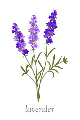 Obraz premium Beautiful lavender flower flat vector illustration