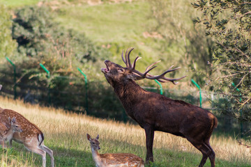 a big deer in the roar of the forest, in cantabria