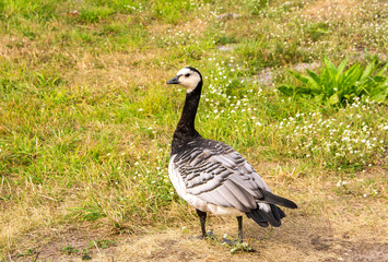 Barnacle goose, Vallisaari island, Helsinki, Finland