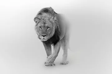 Gordijnen Lion wildlife african pride walking toward you © Effect of Darkness