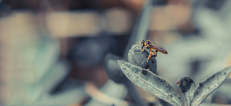 Fly