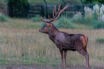 a big deer in the roar of the forest, in cantabria
