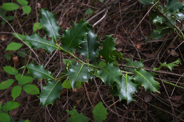 holly plant in a forest in september.