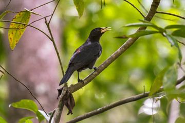 Red rumped Cacique photographed in Linhares, Espirito Santo. Southeast of Brazil. Atlantic Forest Biome. Picture made in 2013.