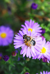 bee on a flower