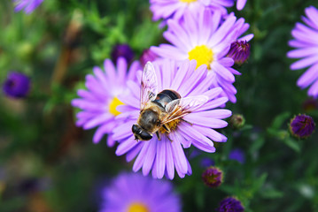 bee on a flower