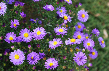 shallow autumn asters