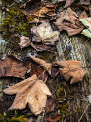 autumn fallen colorful leaves of trees