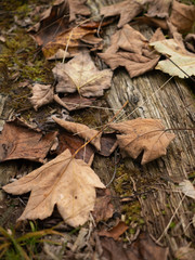 autumn fallen colorful leaves of trees