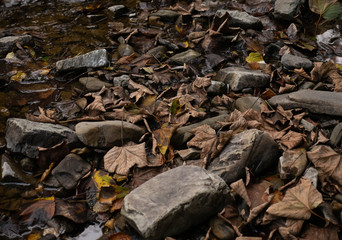 autumn fallen colorful leaves of trees