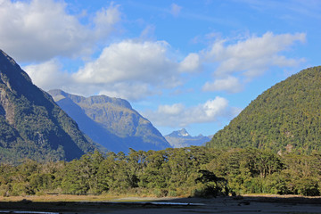 Forest seen from the milford sound
