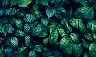 leaves and branches of fern bush