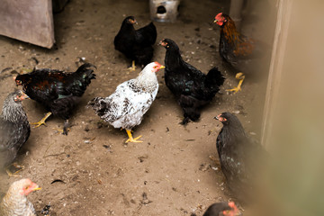 village birds-chicken, view through the fence-mesh