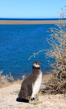 Junger Magellan Pinguin auf Halbinsel Valdes in Argentinien