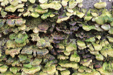 hub on tree in close up in autumn