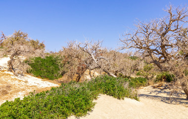 picturesque savannah with golden sand and green bushes, desert landscape