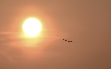 sunset with bird