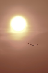 sunset with bird