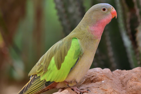 Portrait of a princess parakeet (polytelis alexandrae) perching on a rock