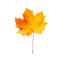 Colorful Autumn maple yellow leaf on the white background. Top view