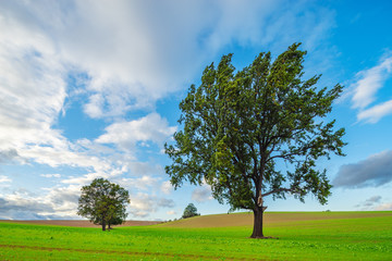 Fototapeta na wymiar Green Field with Old Solitary Oak Trees under blue sky, Heavy Wind