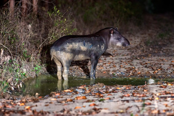 Anta-brasileira (Tapirus terrestris) | Lowland tapir or South American tapir