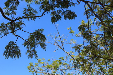 tree and blue sky