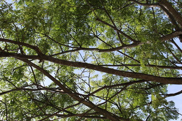 tree and sky