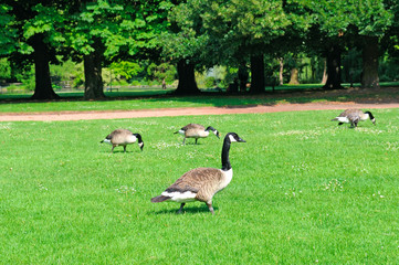 Gray geese on a green meadow in a park.