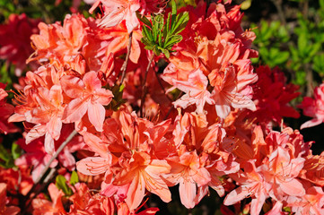 Rhododendron flowers in a city park in spring. Beautiful background.