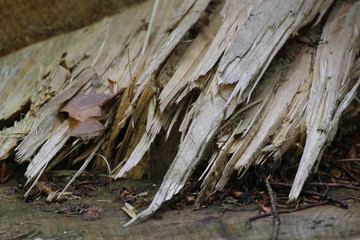 wood in close up