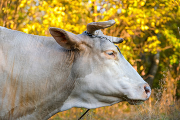 portrait of a cow grazing on background of autumn forest.