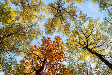 beautiful natural landscape with bottom view of the tops of trees with colorful foliage in the autumn Sunny Park