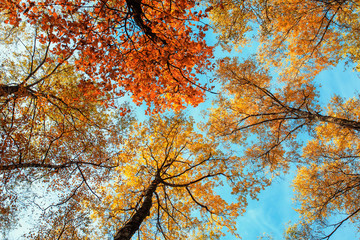  beautiful natural background with bottom view of the tops of trees with colorful foliage in the...