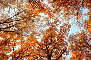 beautiful natural landscape with bottom view of the tops of trees with colorful foliage in the autumn Sunny Park