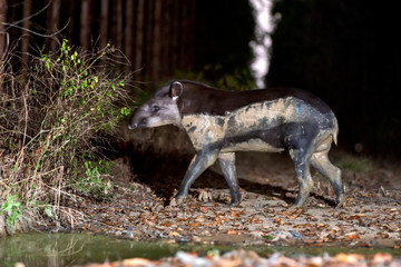 Lowland tapir or South American tapir photographed in Sooretama Reserve in Linhares, Espirito Santo, Brazil. Picture made in 2013.