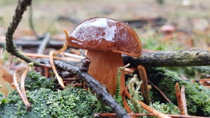 mushroom in forest © Michal