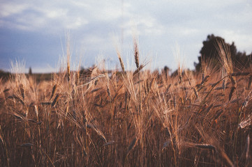 Fototapeta premium Gallecs