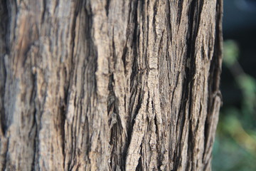 Obraz premium tree bark