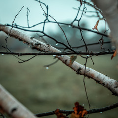 barbed wire on background of blue sky