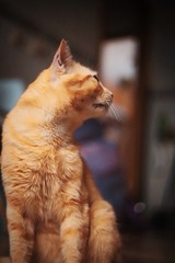 cat on the roof