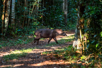 Lowland tapir or South American tapir photographed in Sooretama Reserve in Linhares, Espirito Santo, Brazil. Picture made in 2013.