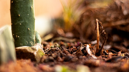 Obraz premium ants on a plant