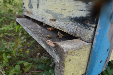 Mel, abelha, apicultura